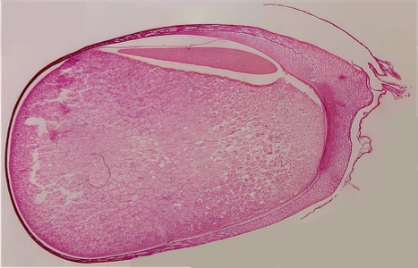 Corn Seed Longitudinal Cut